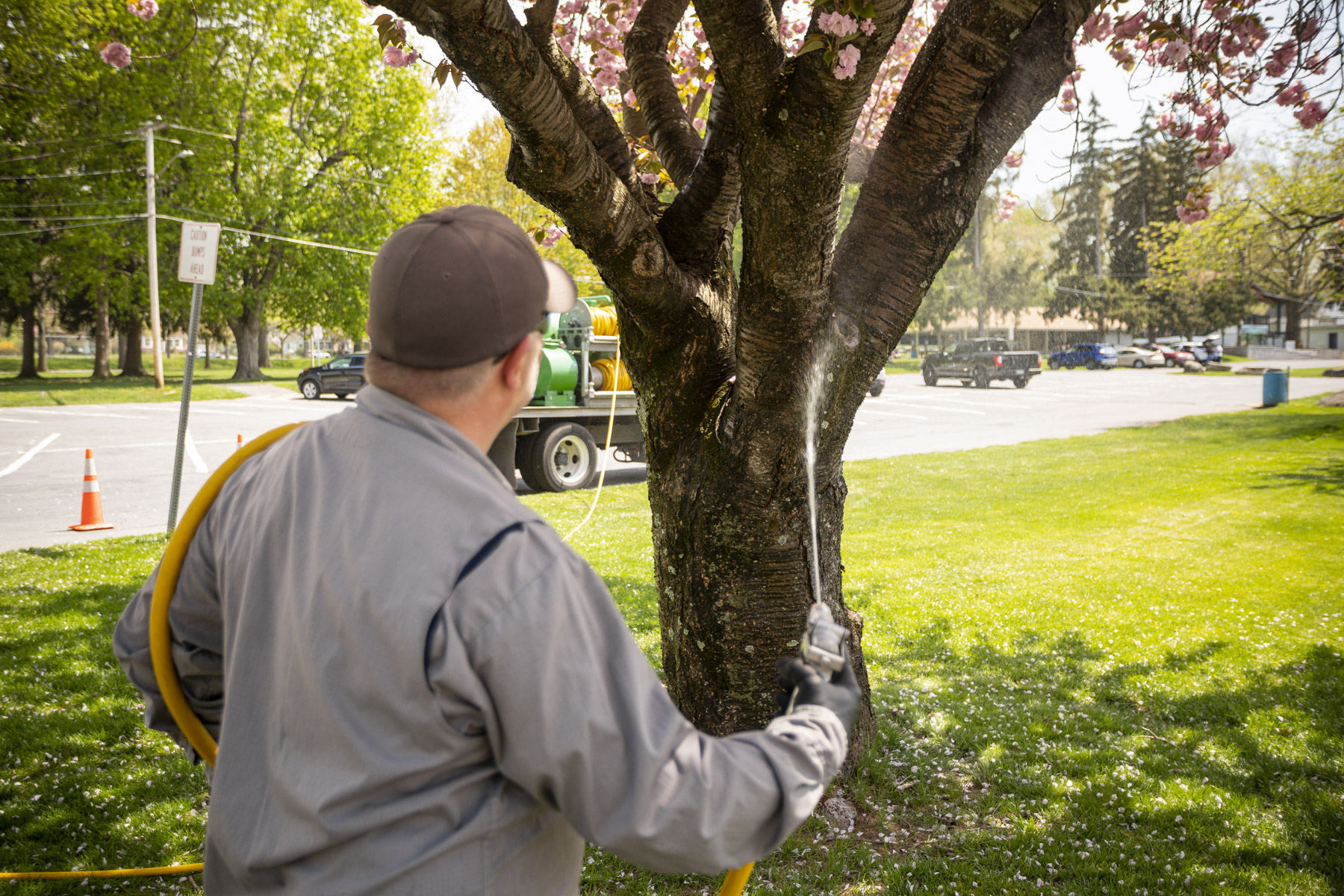 Bethlehem, PA Tree Services, Lawn Care & Pest Control Joshua Tree Experts